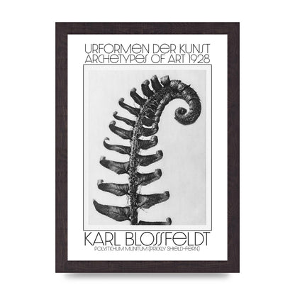 Karl Blossfeldt Urformen Der Kunst 1928 Polystichum Munitum Prickly Shield Fern Art For The Home - A4 framed