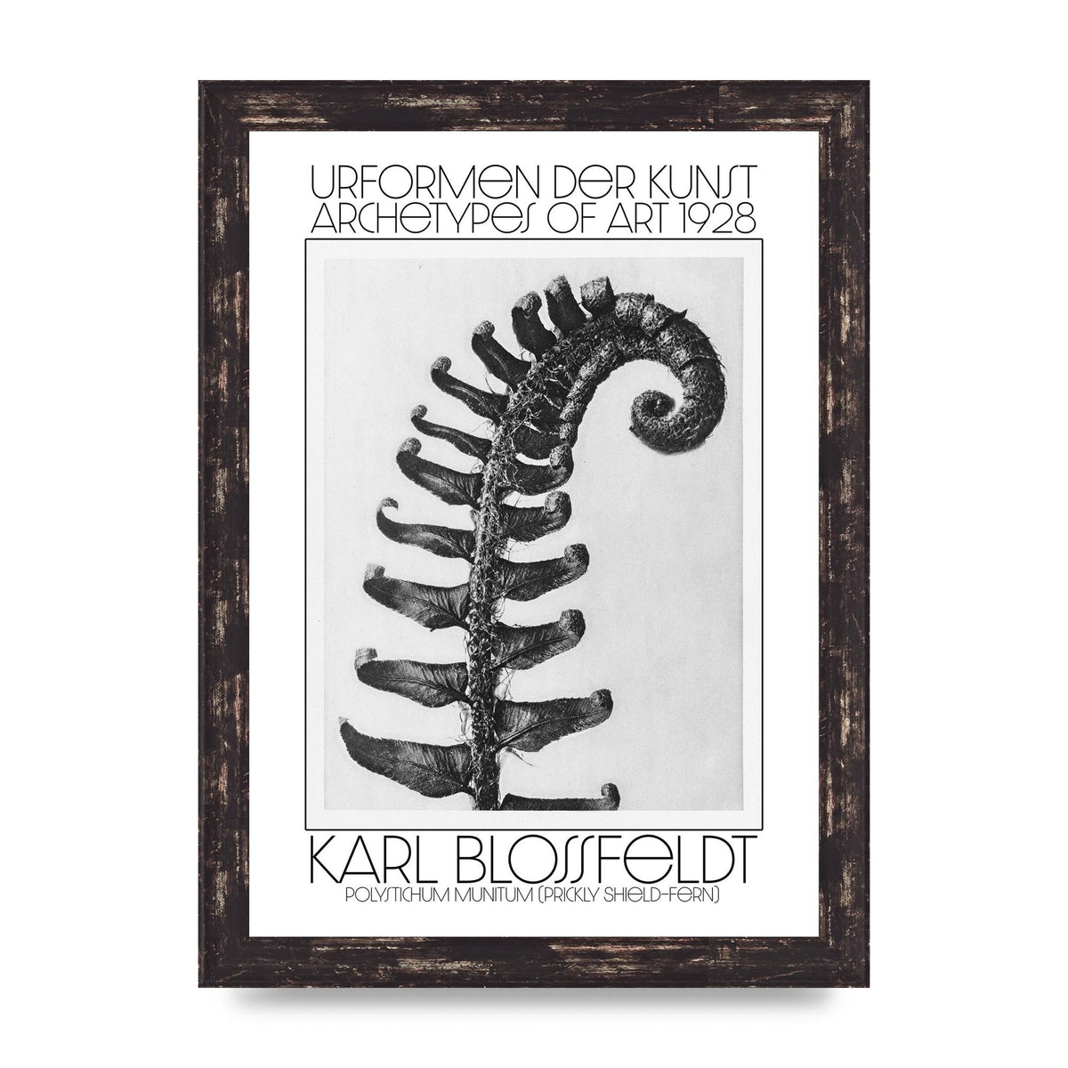 Karl Blossfeldt Urformen Der Kunst 1928 Polystichum Munitum Prickly Shield Fern Art For The Home - A4 framed