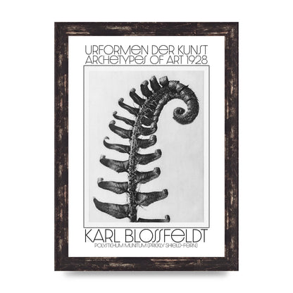 Karl Blossfeldt Urformen Der Kunst 1928 Polystichum Munitum Prickly Shield Fern Art For The Home - A4 framed