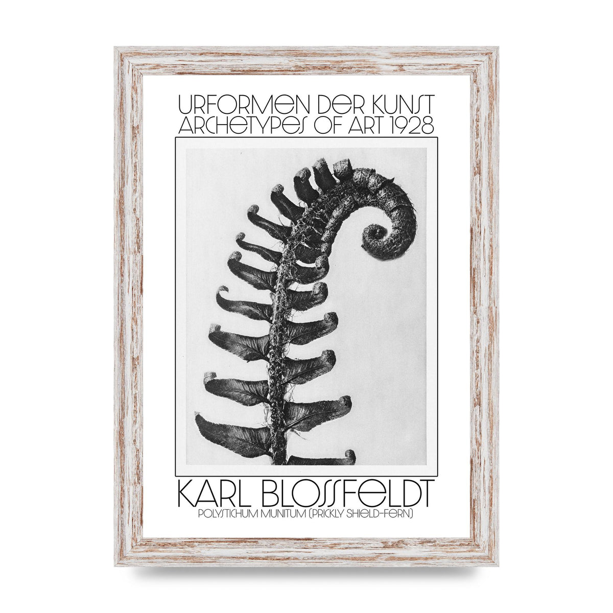 Karl Blossfeldt Urformen Der Kunst 1928 Polystichum Munitum Prickly Shield Fern Art For The Home - A4 framed