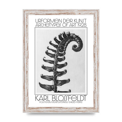 Karl Blossfeldt Urformen Der Kunst 1928 Polystichum Munitum Prickly Shield Fern Art For The Home - A4 framed