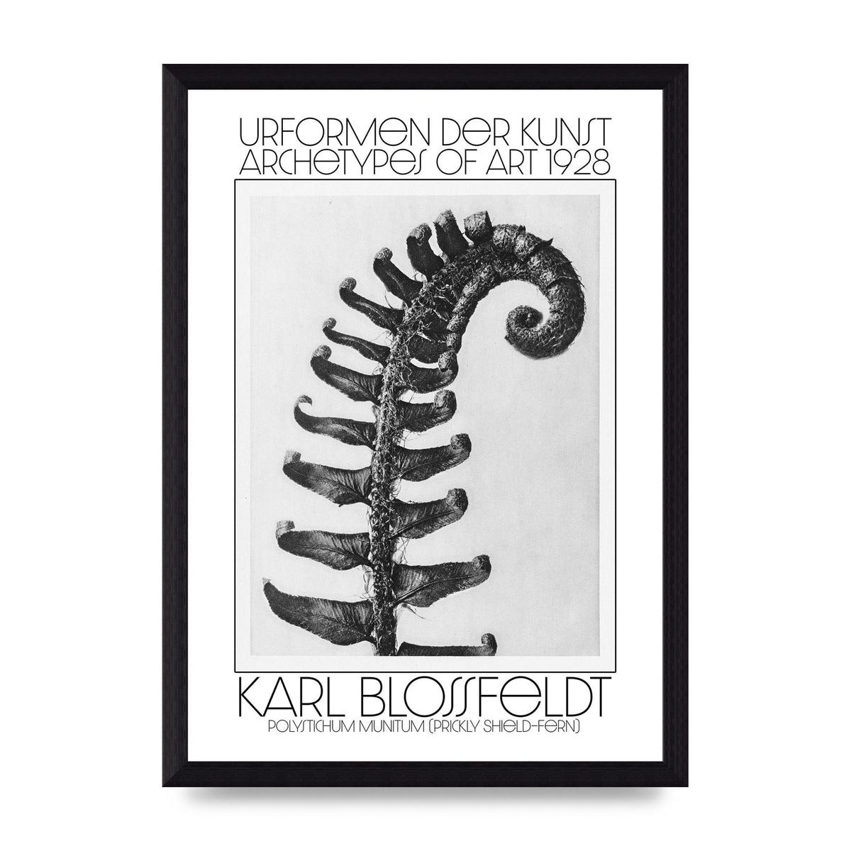 Karl Blossfeldt Urformen Der Kunst 1928 Polystichum Munitum Prickly Shield Fern Art For The Home - A4 framed