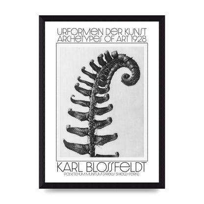 Karl Blossfeldt Urformen Der Kunst 1928 Polystichum Munitum Prickly Shield Fern Art For The Home - A4 framed