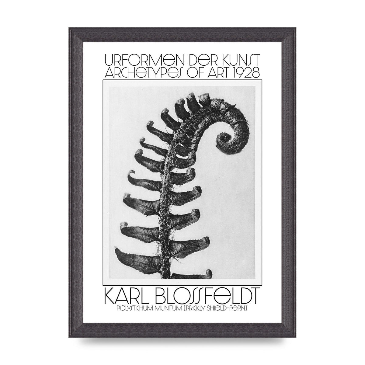 Karl Blossfeldt Urformen Der Kunst 1928 Polystichum Munitum Prickly Shield Fern Art For The Home - A4 framed