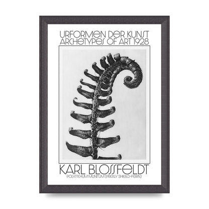 Karl Blossfeldt Urformen Der Kunst 1928 Polystichum Munitum Prickly Shield Fern Art For The Home - A4 framed