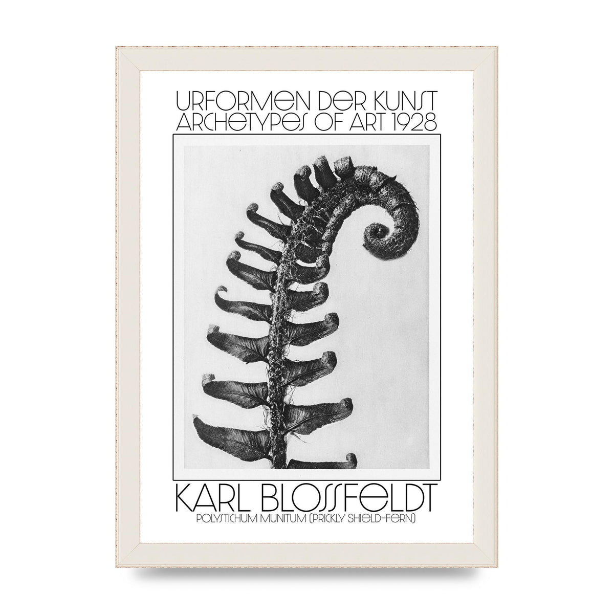 Karl Blossfeldt Urformen Der Kunst 1928 Polystichum Munitum Prickly Shield Fern Art For The Home - A4 framed