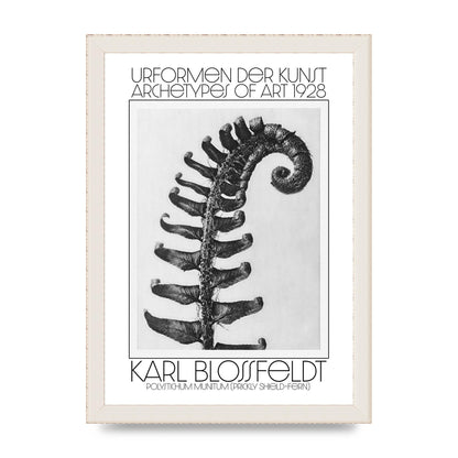 Karl Blossfeldt Urformen Der Kunst 1928 Polystichum Munitum Prickly Shield Fern Art For The Home - A4 framed