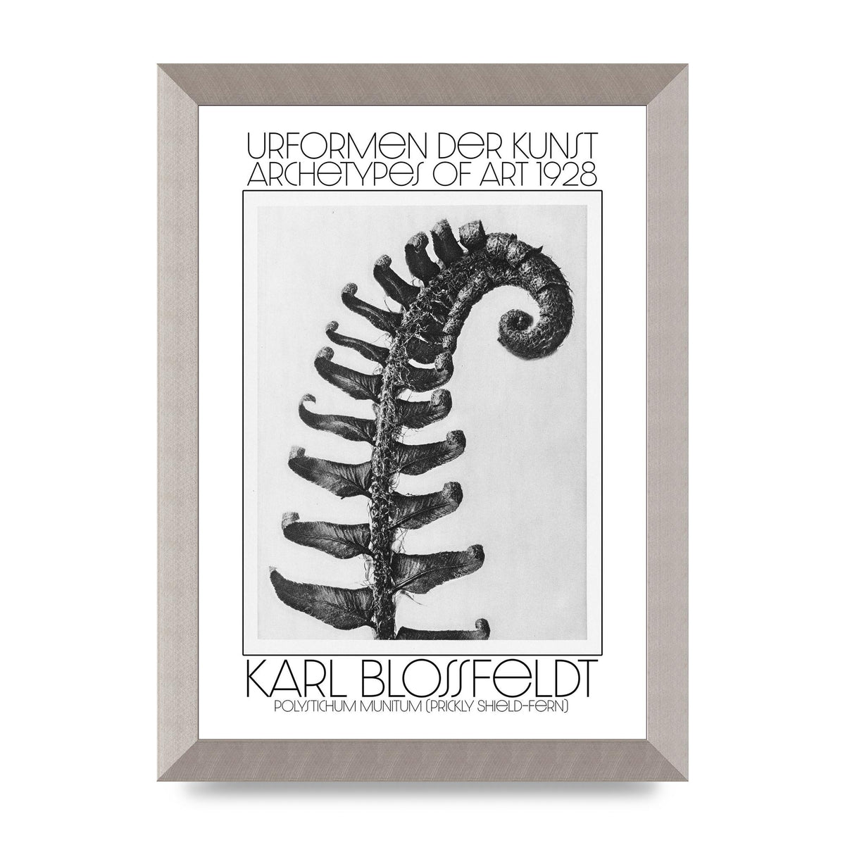 Karl Blossfeldt Urformen Der Kunst 1928 Polystichum Munitum Prickly Shield Fern Art For The Home - A4 framed
