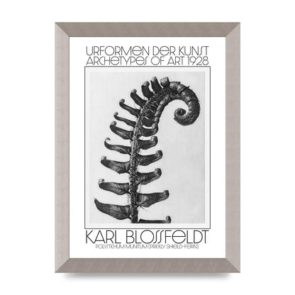 Karl Blossfeldt Urformen Der Kunst 1928 Polystichum Munitum Prickly Shield Fern Art For The Home - A4 framed