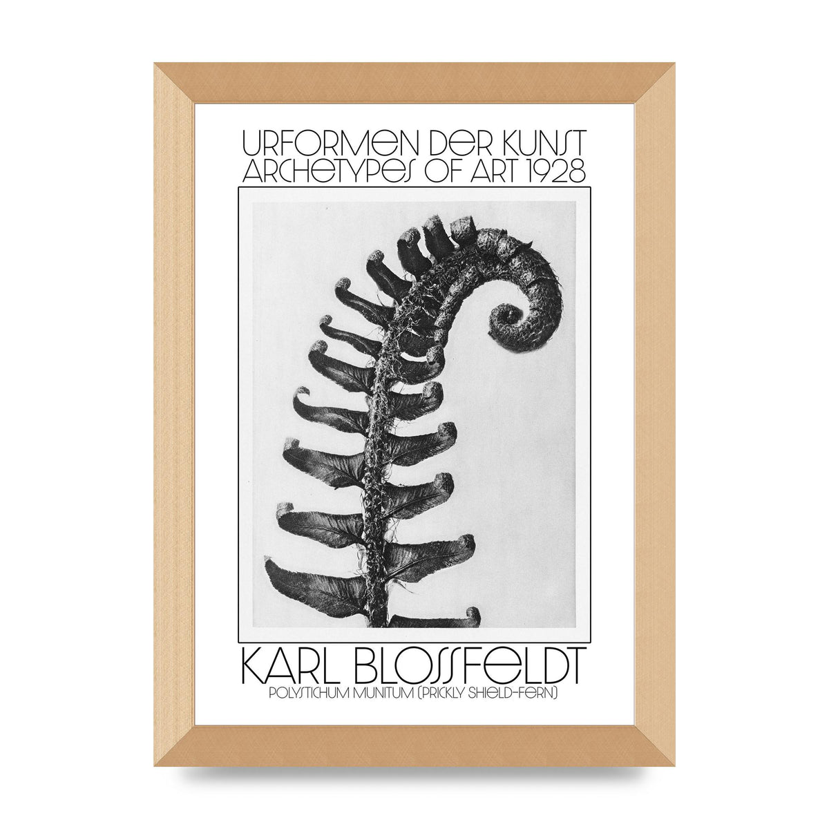 Karl Blossfeldt Urformen Der Kunst 1928 Polystichum Munitum Prickly Shield Fern Art For The Home - A4 framed