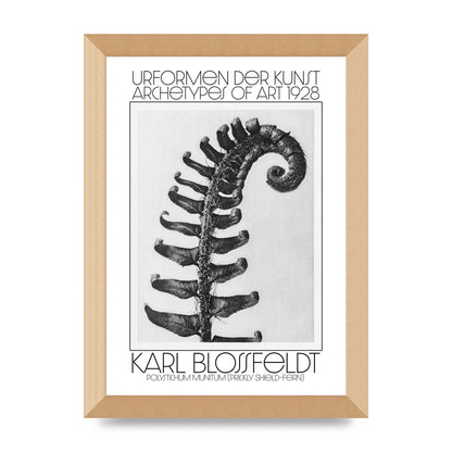 Karl Blossfeldt Urformen Der Kunst 1928 Polystichum Munitum Prickly Shield Fern Art For The Home - A4 framed