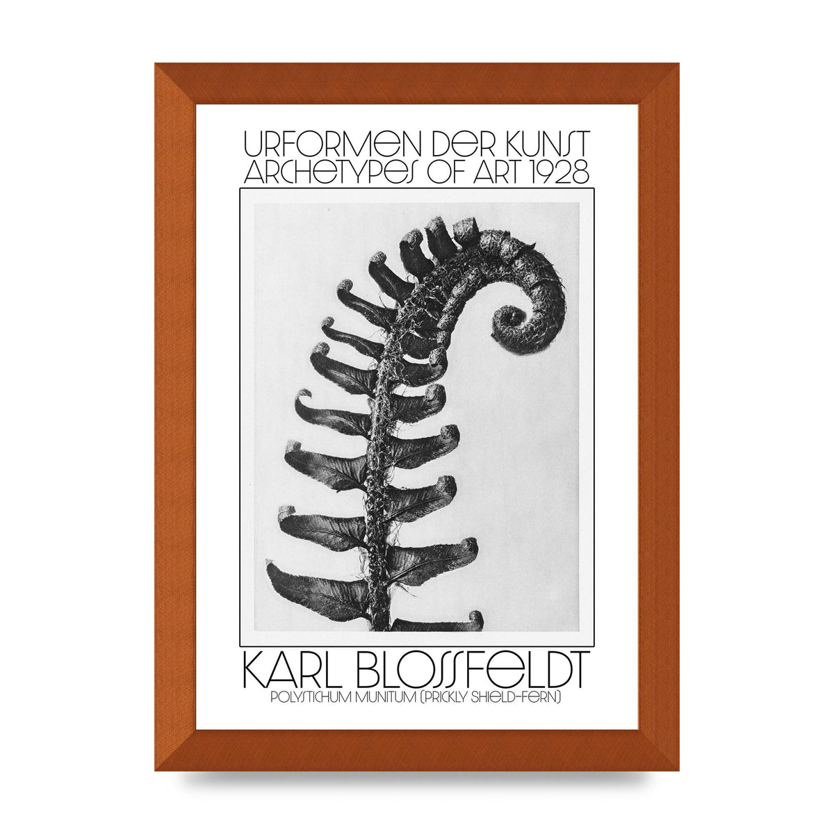 Karl Blossfeldt Urformen Der Kunst 1928 Polystichum Munitum Prickly Shield Fern Art For The Home - A4 framed