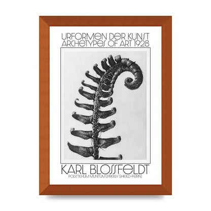 Karl Blossfeldt Urformen Der Kunst 1928 Polystichum Munitum Prickly Shield Fern Art For The Home - A4 framed