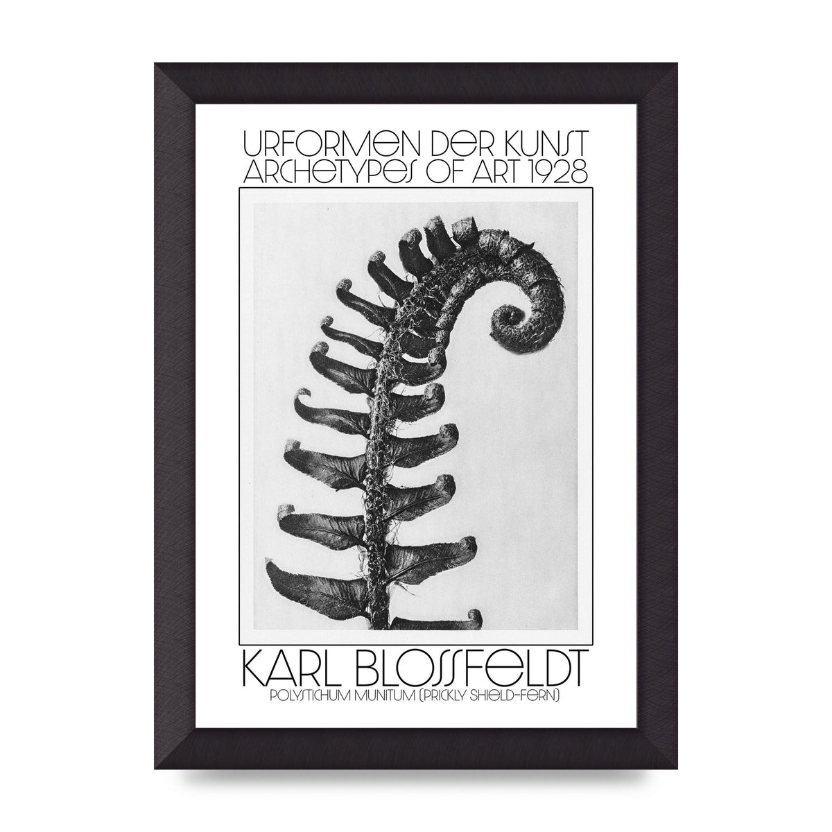 Karl Blossfeldt Urformen Der Kunst 1928 Polystichum Munitum Prickly Shield Fern Art For The Home - A4 framed