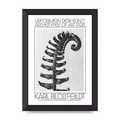 Karl Blossfeldt Urformen Der Kunst 1928 Polystichum Munitum Prickly Shield Fern Art For The Home - A4 framed