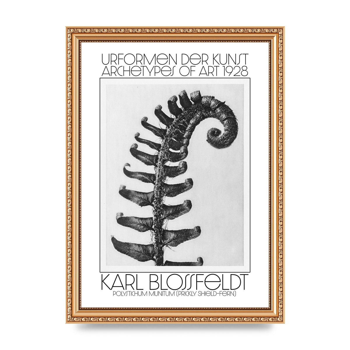 Karl Blossfeldt Urformen Der Kunst 1928 Polystichum Munitum Prickly Shield Fern Art For The Home - A4 framed