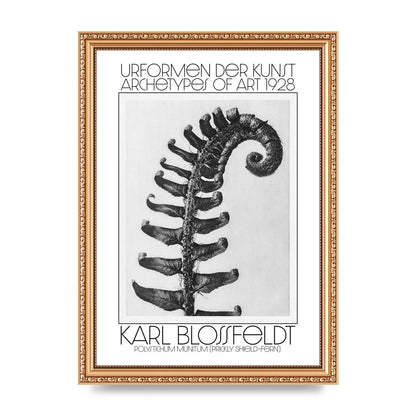 Karl Blossfeldt Urformen Der Kunst 1928 Polystichum Munitum Prickly Shield Fern Art For The Home - A4 framed