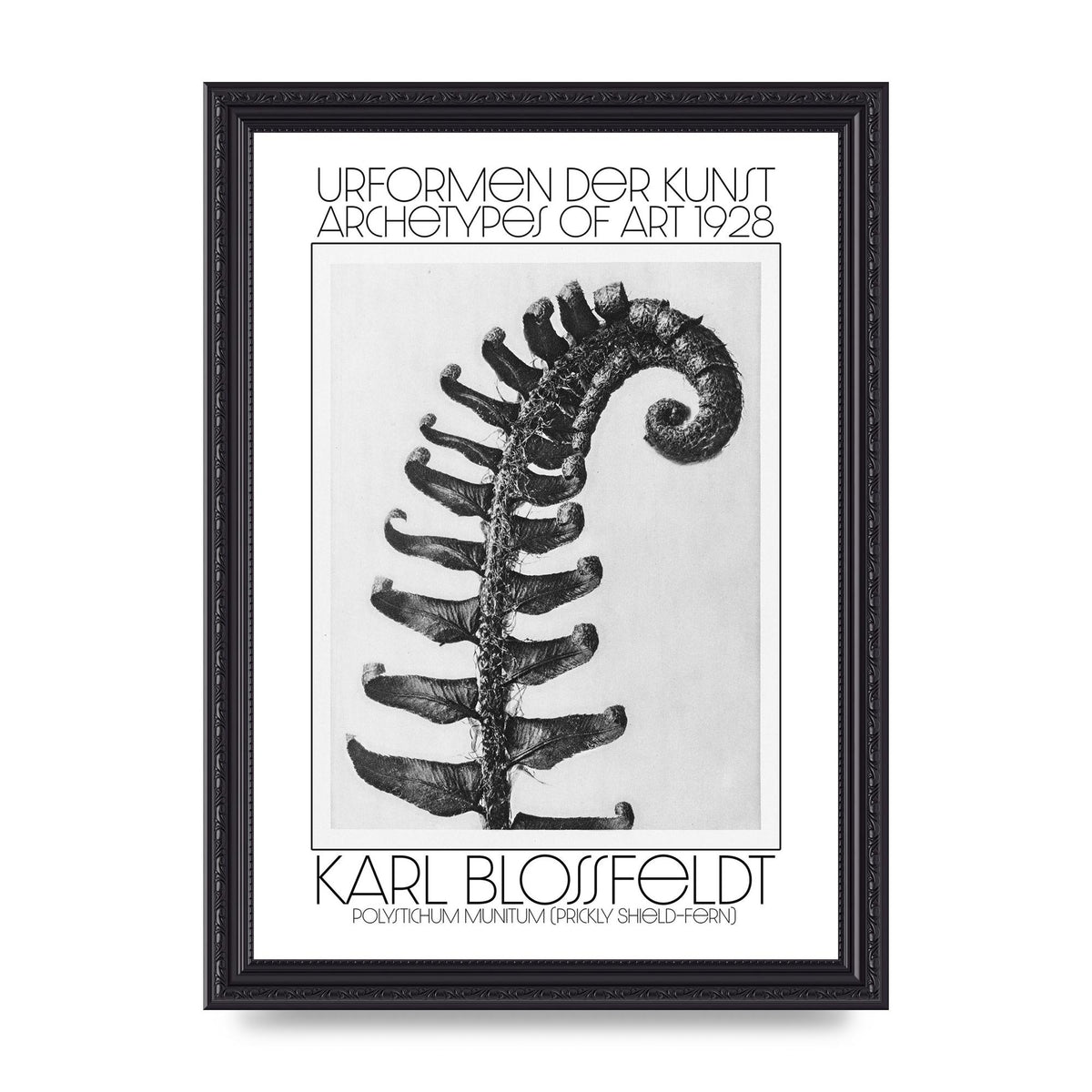 Karl Blossfeldt Urformen Der Kunst 1928 Polystichum Munitum Prickly Shield Fern Art For The Home - A4 framed
