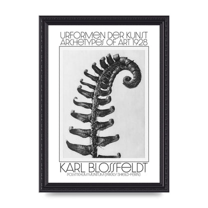 Karl Blossfeldt Urformen Der Kunst 1928 Polystichum Munitum Prickly Shield Fern Art For The Home - A4 framed