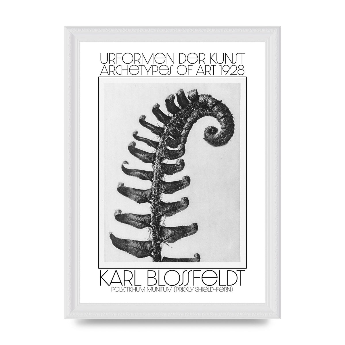 Karl Blossfeldt Urformen Der Kunst 1928 Polystichum Munitum Prickly Shield Fern Art For The Home - A4 framed