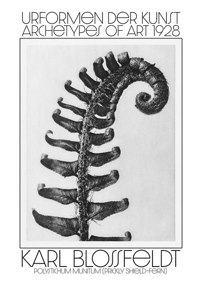 Karl Blossfeldt Urformen Der Kunst 1928 Polystichum Munitum Prickly Shield Fern Art For The Home - detail