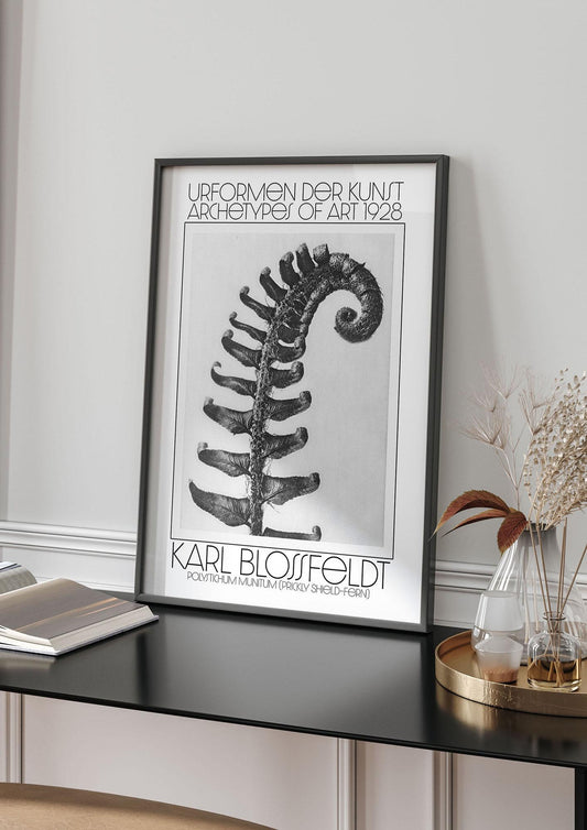 Karl Blossfeldt Urformen Der Kunst 1928 Polystichum Munitum Prickly Shield Fern Art For The Home - living room 4