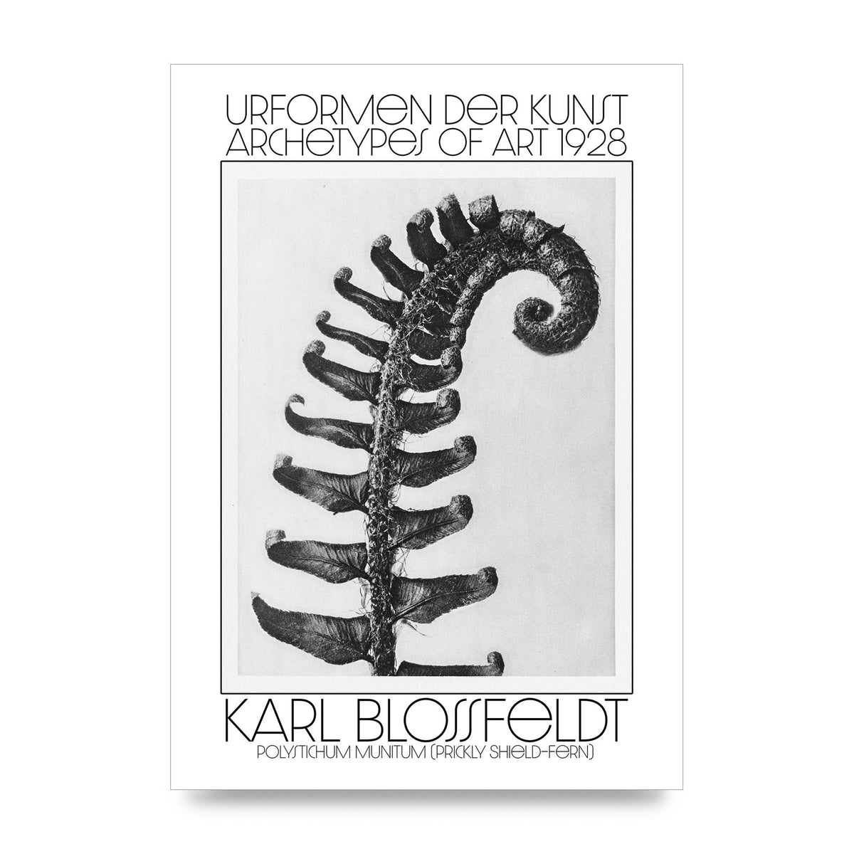 Karl Blossfeldt Urformen Der Kunst 1928 Polystichum Munitum Prickly Shield Fern Art For The Home - unframed print
