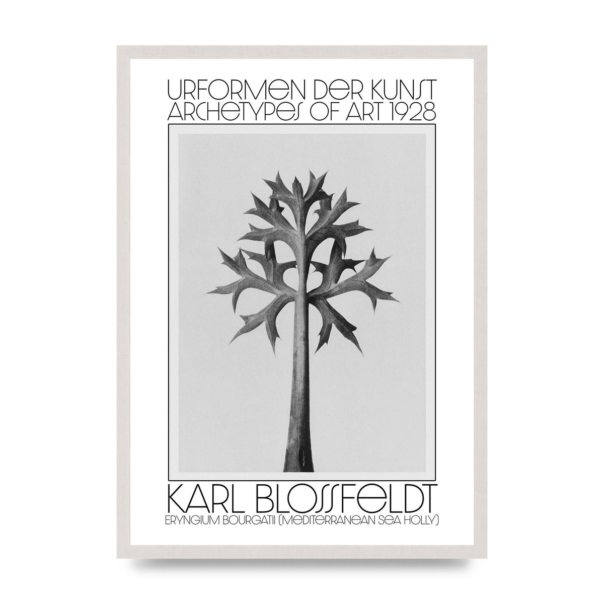 Karl Blossfeldt Urformen Der Kunst 1928 Eryngium Bourgatii Mediterranean Sea Holly Printed Poster - A2 framed