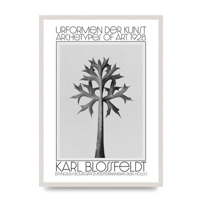 Karl Blossfeldt Urformen Der Kunst 1928 Eryngium Bourgatii Mediterranean Sea Holly Printed Poster - A2 framed