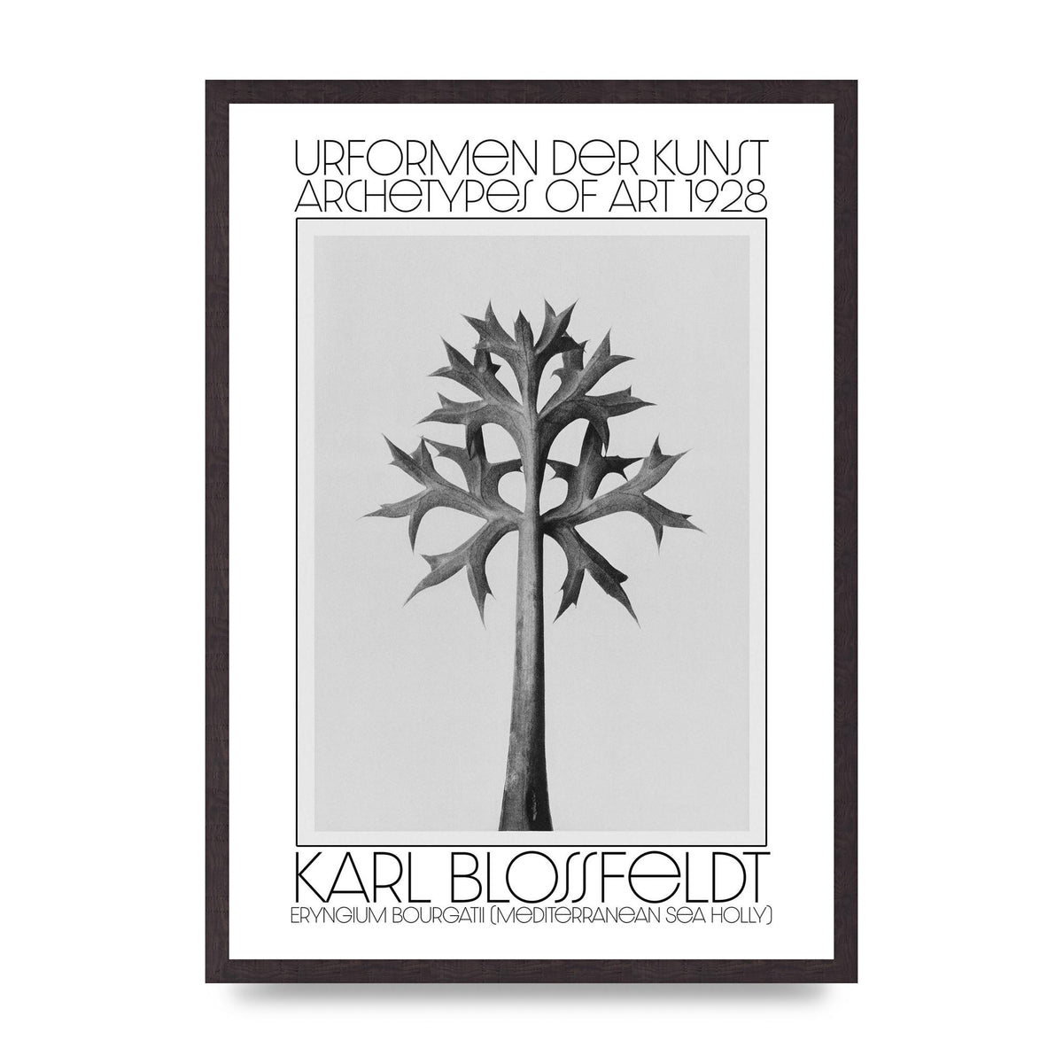 Karl Blossfeldt Urformen Der Kunst 1928 Eryngium Bourgatii Mediterranean Sea Holly Printed Poster - A2 framed