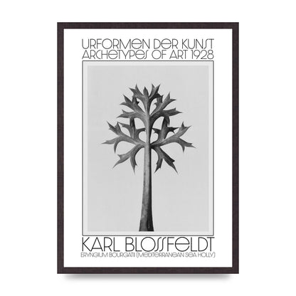 Karl Blossfeldt Urformen Der Kunst 1928 Eryngium Bourgatii Mediterranean Sea Holly Printed Poster - A2 framed