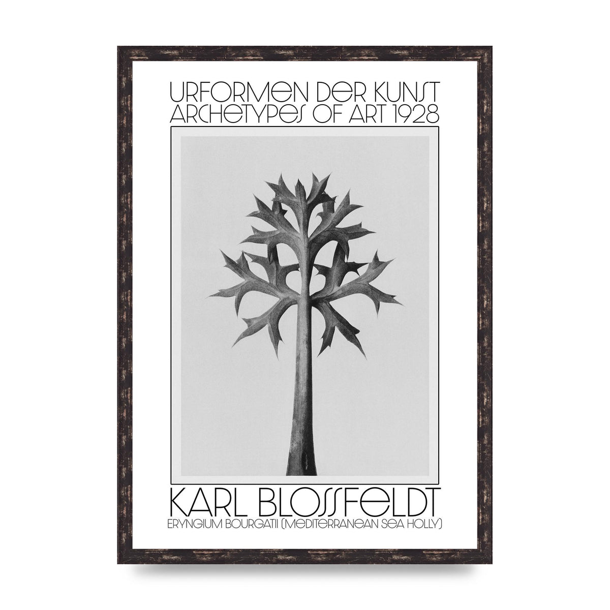 Karl Blossfeldt Urformen Der Kunst 1928 Eryngium Bourgatii Mediterranean Sea Holly Printed Poster - A2 framed