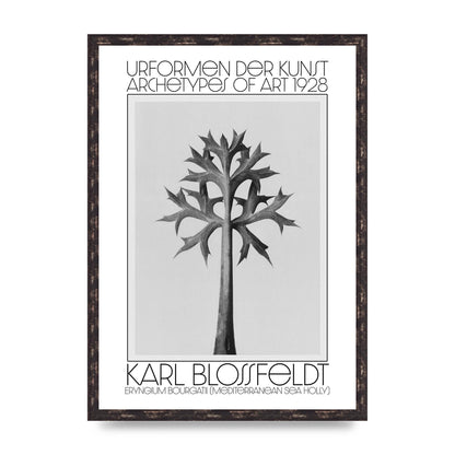 Karl Blossfeldt Urformen Der Kunst 1928 Eryngium Bourgatii Mediterranean Sea Holly Printed Poster - A2 framed