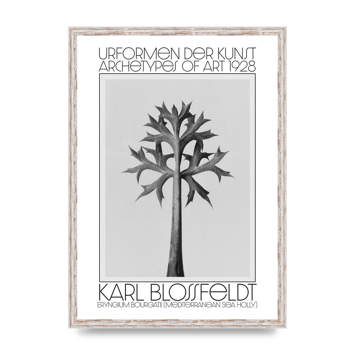 Karl Blossfeldt Urformen Der Kunst 1928 Eryngium Bourgatii Mediterranean Sea Holly Printed Poster - A2 framed