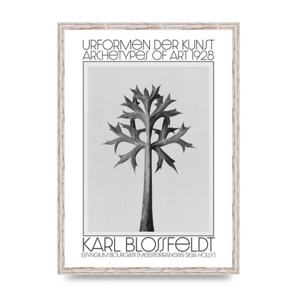 Karl Blossfeldt Urformen Der Kunst 1928 Eryngium Bourgatii Mediterranean Sea Holly Printed Poster - A2 framed