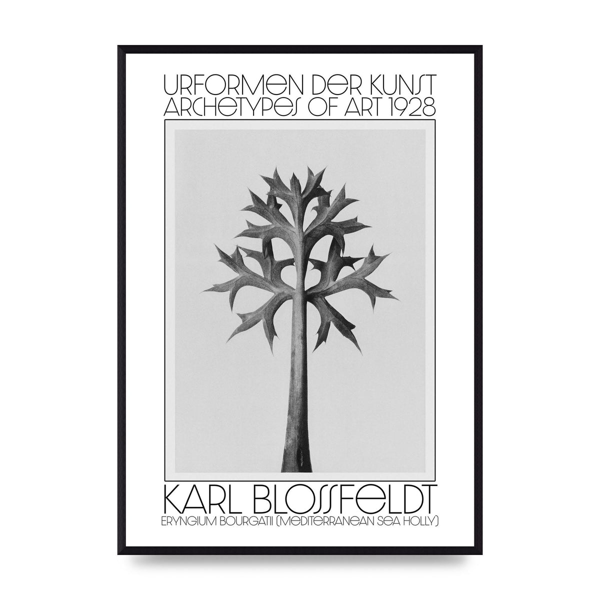 Karl Blossfeldt Urformen Der Kunst 1928 Eryngium Bourgatii Mediterranean Sea Holly Printed Poster - A2 framed