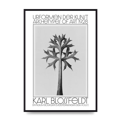 Karl Blossfeldt Urformen Der Kunst 1928 Eryngium Bourgatii Mediterranean Sea Holly Printed Poster - A2 framed