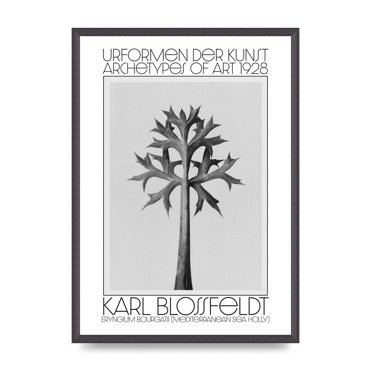 Karl Blossfeldt Urformen Der Kunst 1928 Eryngium Bourgatii Mediterranean Sea Holly Printed Poster - A2 framed