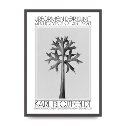 Karl Blossfeldt Urformen Der Kunst 1928 Eryngium Bourgatii Mediterranean Sea Holly Printed Poster - A2 framed