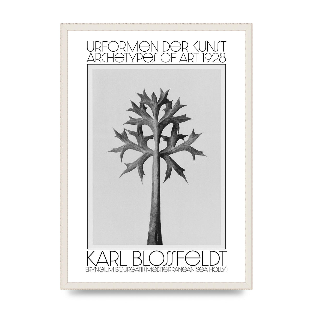 Karl Blossfeldt Urformen Der Kunst 1928 Eryngium Bourgatii Mediterranean Sea Holly Printed Poster - A2 framed