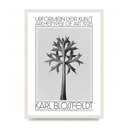 Karl Blossfeldt Urformen Der Kunst 1928 Eryngium Bourgatii Mediterranean Sea Holly Printed Poster - A2 framed