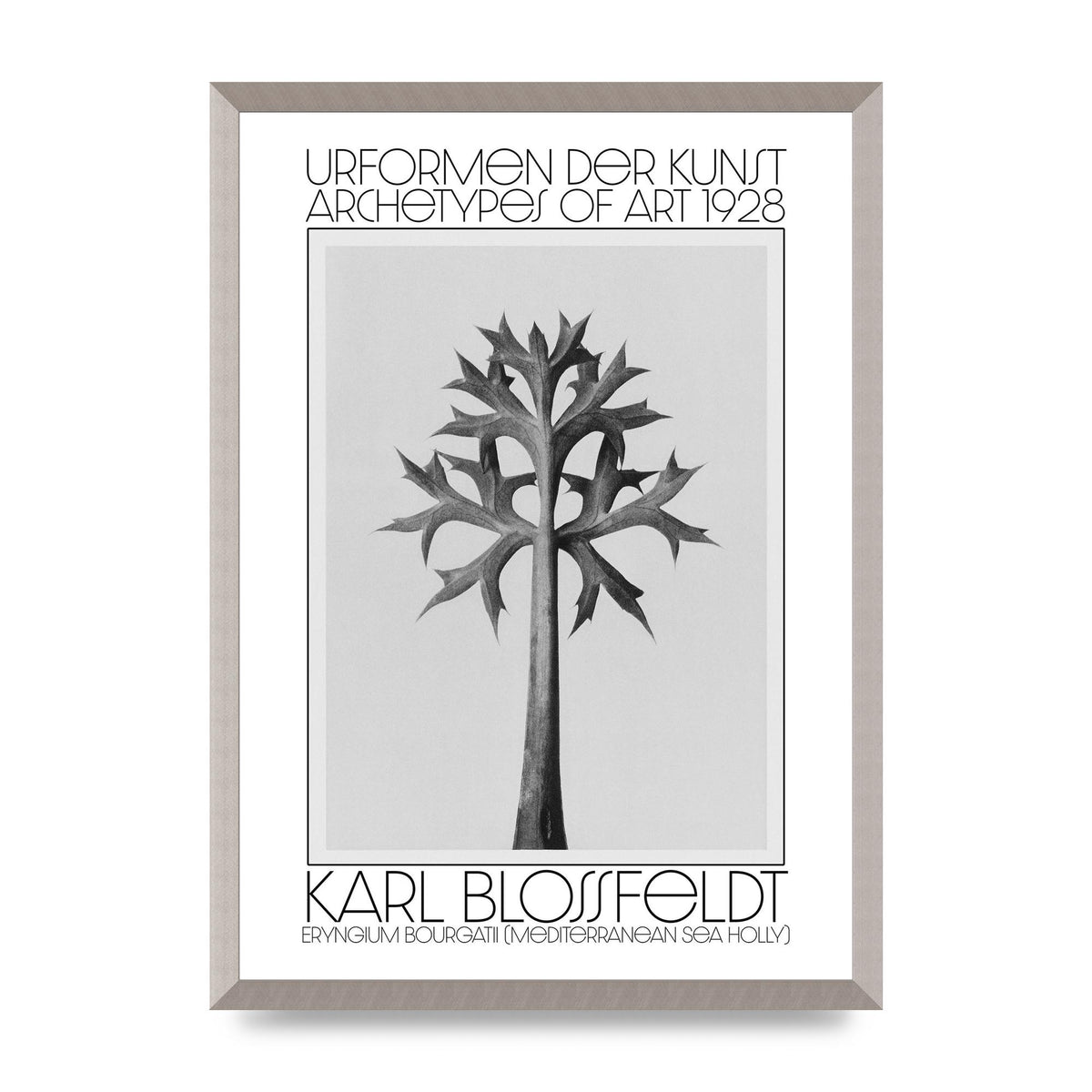 Karl Blossfeldt Urformen Der Kunst 1928 Eryngium Bourgatii Mediterranean Sea Holly Printed Poster - A2 framed