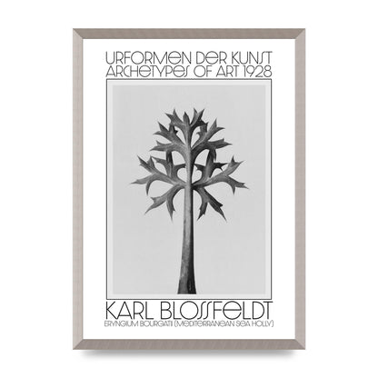 Karl Blossfeldt Urformen Der Kunst 1928 Eryngium Bourgatii Mediterranean Sea Holly Printed Poster - A2 framed
