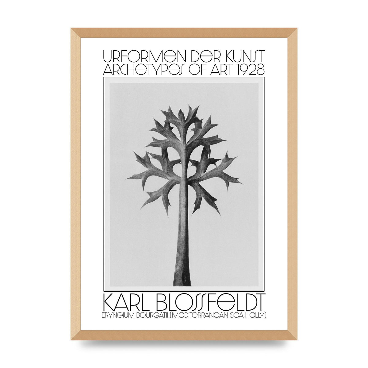 Karl Blossfeldt Urformen Der Kunst 1928 Eryngium Bourgatii Mediterranean Sea Holly Printed Poster - A2 framed