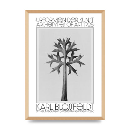Karl Blossfeldt Urformen Der Kunst 1928 Eryngium Bourgatii Mediterranean Sea Holly Printed Poster - A2 framed