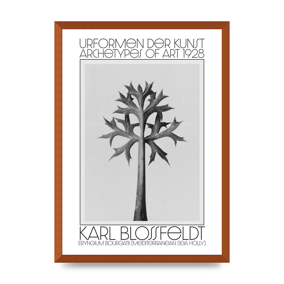 Karl Blossfeldt Urformen Der Kunst 1928 Eryngium Bourgatii Mediterranean Sea Holly Printed Poster - A2 framed