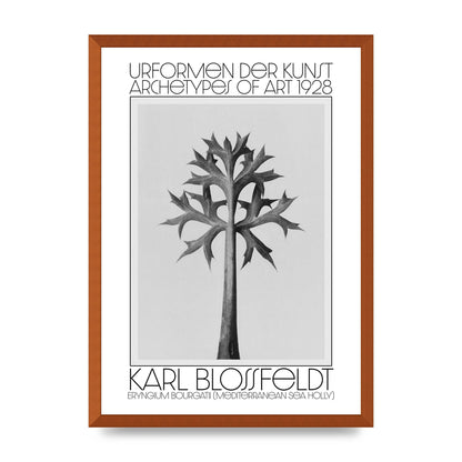 Karl Blossfeldt Urformen Der Kunst 1928 Eryngium Bourgatii Mediterranean Sea Holly Printed Poster - A2 framed