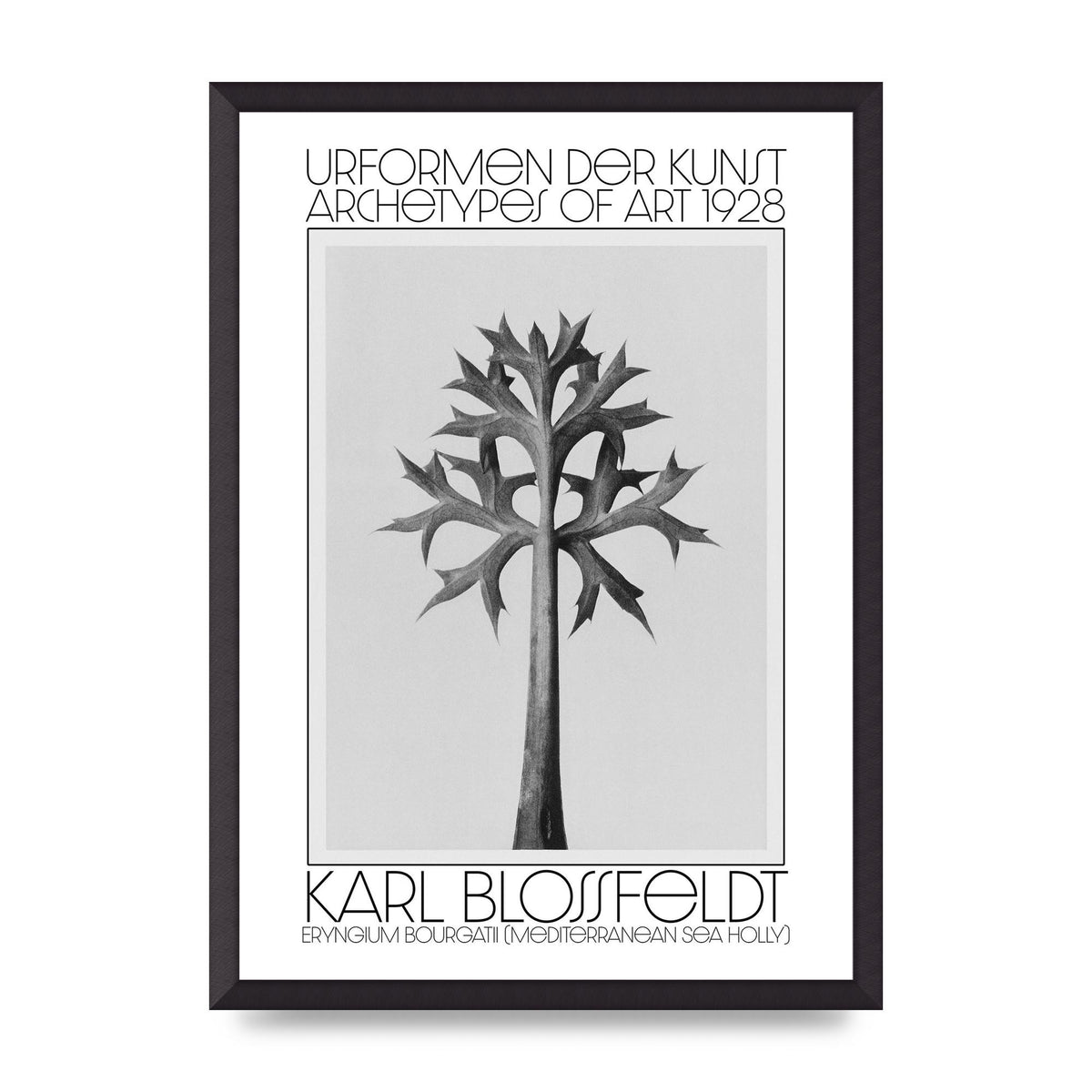 Karl Blossfeldt Urformen Der Kunst 1928 Eryngium Bourgatii Mediterranean Sea Holly Printed Poster - A2 framed