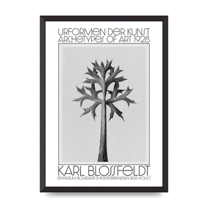 Karl Blossfeldt Urformen Der Kunst 1928 Eryngium Bourgatii Mediterranean Sea Holly Printed Poster - A2 framed