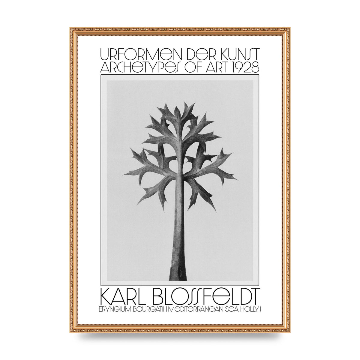 Karl Blossfeldt Urformen Der Kunst 1928 Eryngium Bourgatii Mediterranean Sea Holly Printed Poster - A2 framed